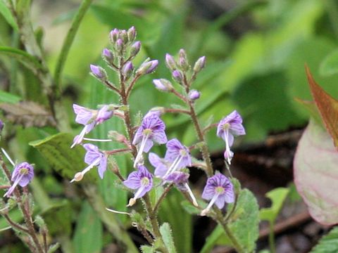 Pseudolysimachion schmidtianum ssp. senanense f. bandaianum 