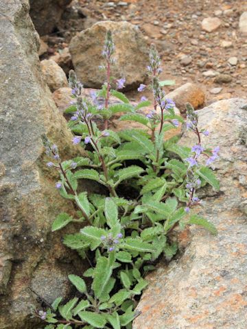 Pseudolysimachion schmidtianum ssp. senanense f. bandaianum 