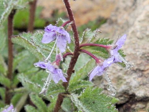 Pseudolysimachion schmidtianum ssp. senanense f. bandaianum 