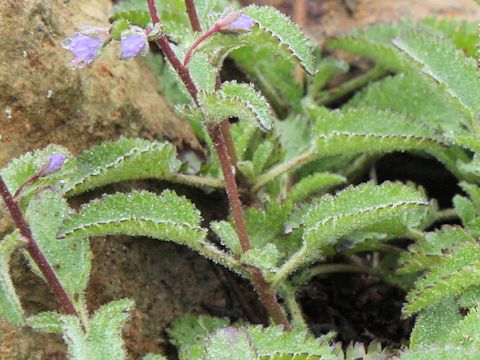 Pseudolysimachion schmidtianum ssp. senanense f. bandaianum 