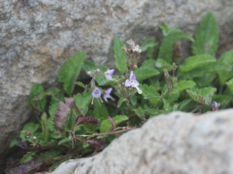 Pseudolysimachion schmidtianum ssp. senanense f. bandaianum 