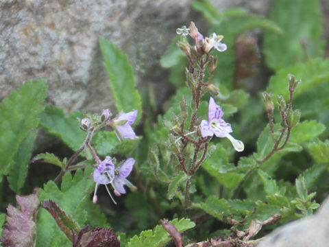 Pseudolysimachion schmidtianum ssp. senanense f. bandaianum 