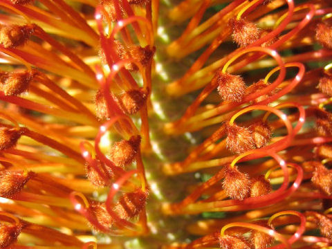 Banksia ericifolia