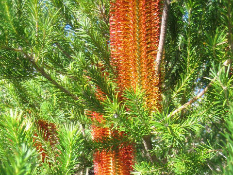 Banksia ericifolia