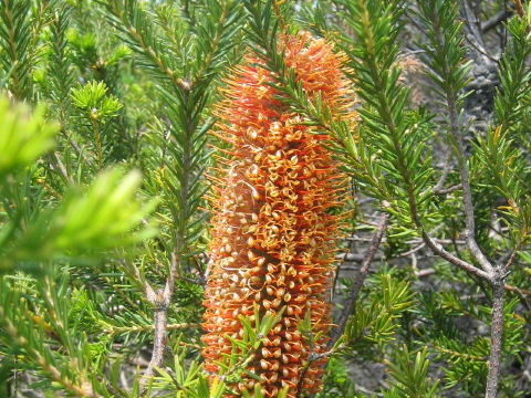 Banksia ericifolia