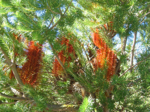 Banksia ericifolia