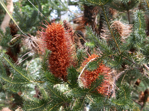 Banksia ericifolia