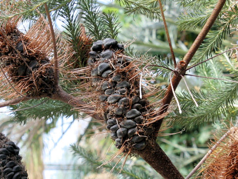 Banksia ericifolia