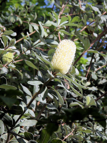 Banksia integrifolia