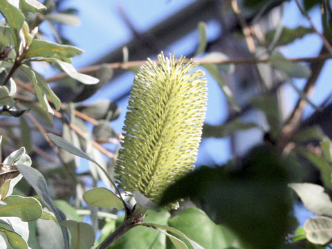 Banksia integrifolia