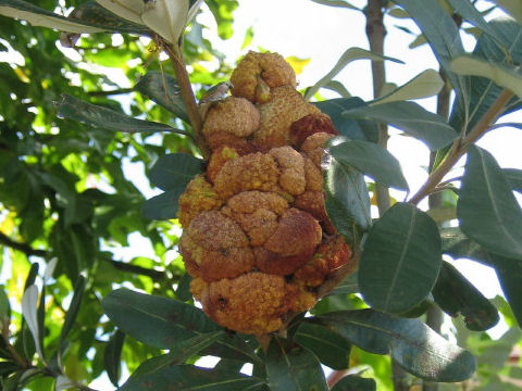 Banksia integrifolia