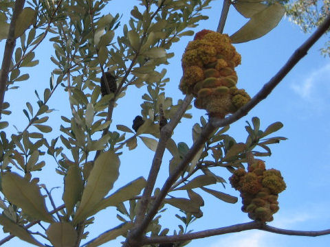 Banksia integrifolia