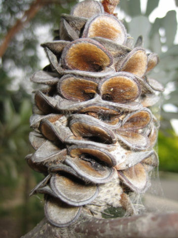 Banksia integrifolia