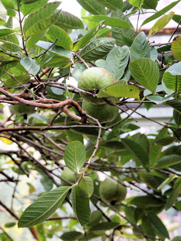 Psidium guajava