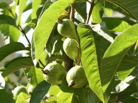 Psidium guajava