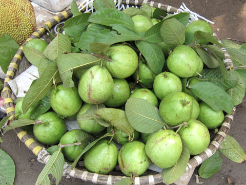 Psidium guajava