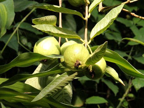 Psidium guajava