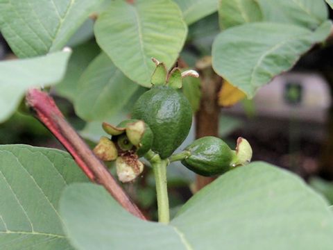 Psidium guajava