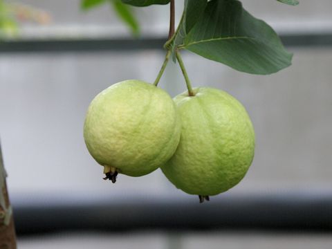 Psidium guajava