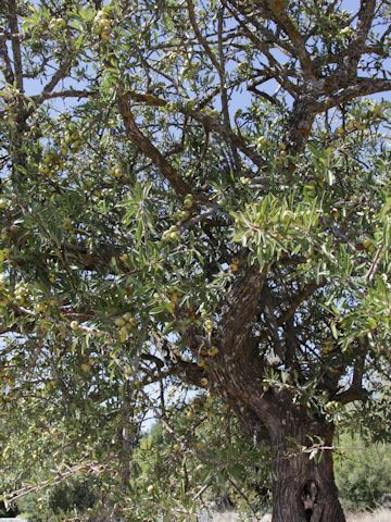 Psidium guajava