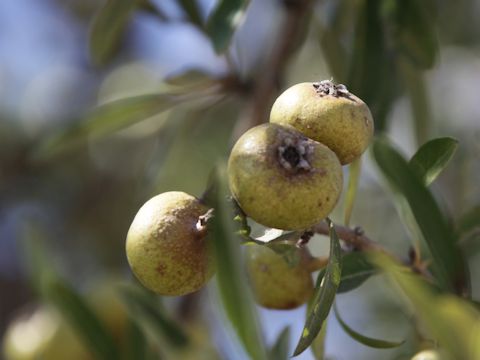 Psidium guajava