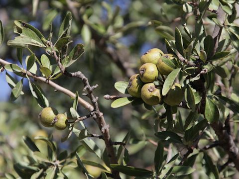 Psidium guajava