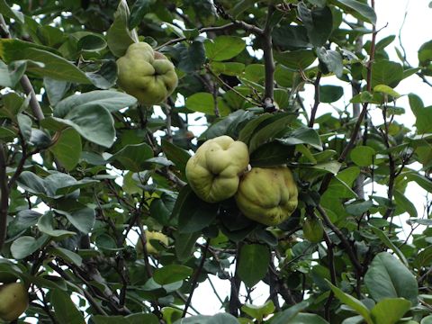 Psidium guajava