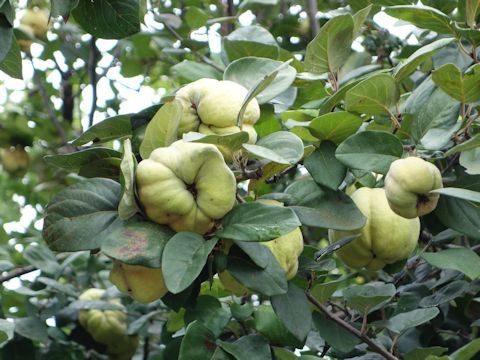 Psidium guajava