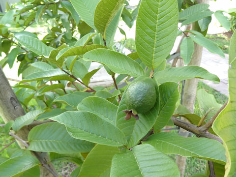 Psidium guajava cv. Ruby Guava