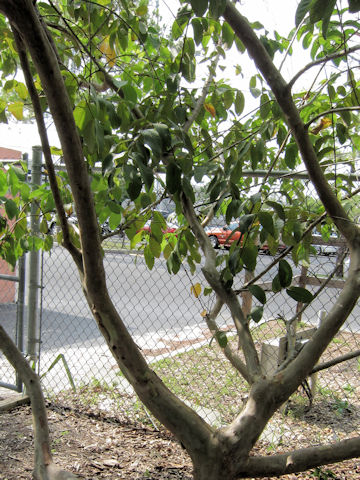 Psidium guajava