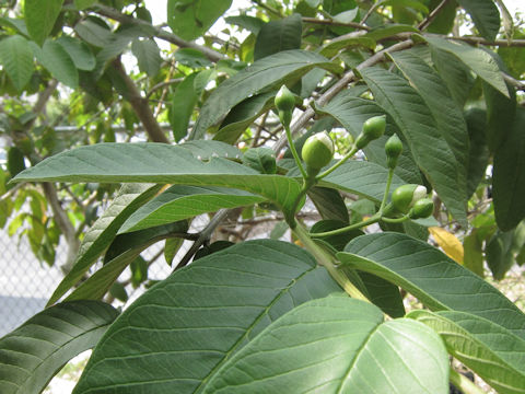 Psidium guajava