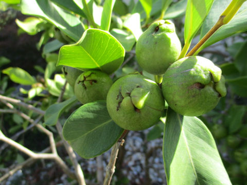 Psidium guajava