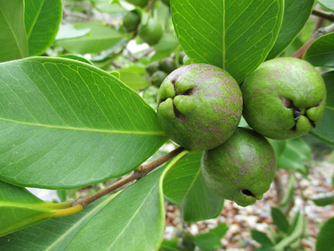 Psidium guajava