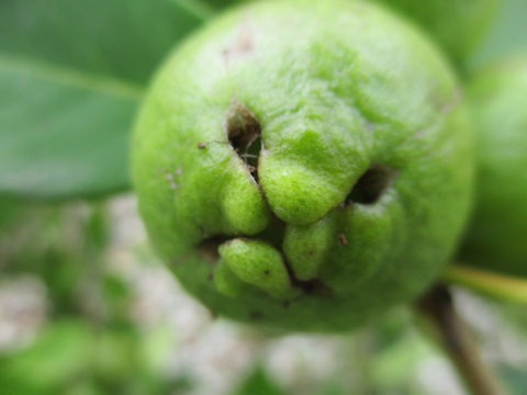 Psidium guajava