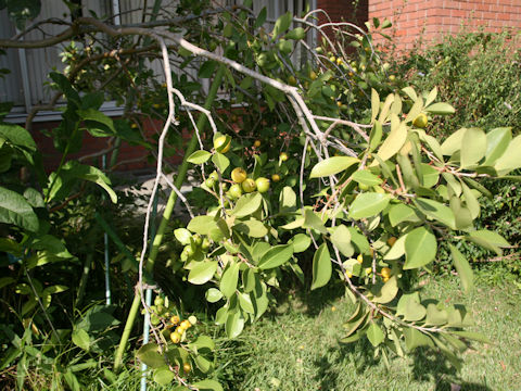 Psidium guajava