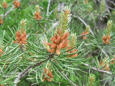 Pinus banksiana