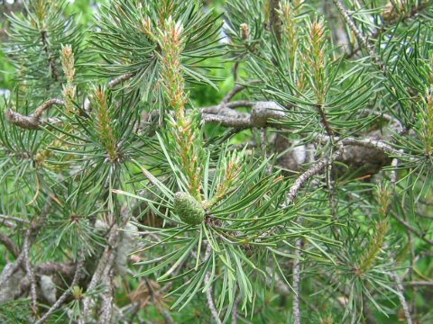 Pinus banksiana