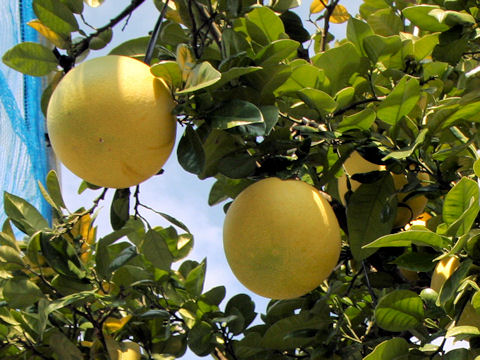 Citrus grandis