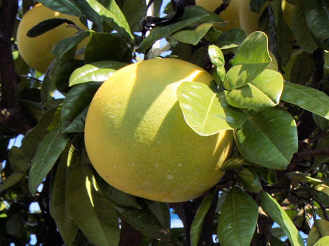 Citrus grandis