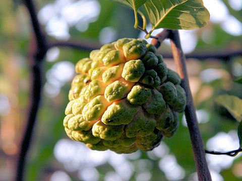 Annona squamosa