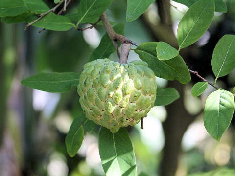 Annona squamosa