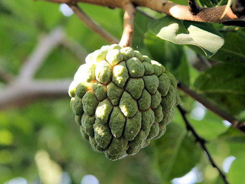 Annona squamosa