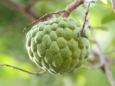 Annona squamosa