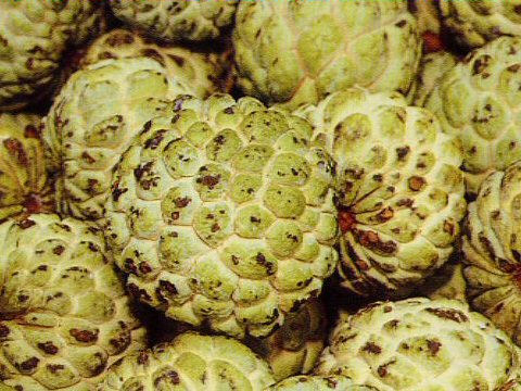 Annona squamosa