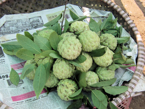 Annona squamosa