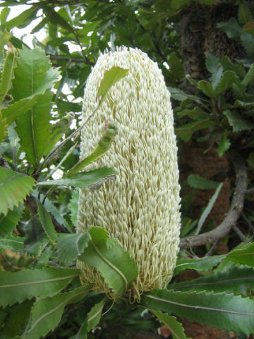 Banksia robur