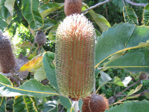 Banksia robur