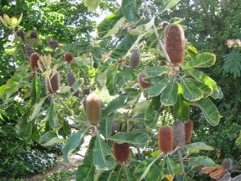 Banksia robur