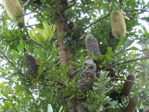 Banksia robur