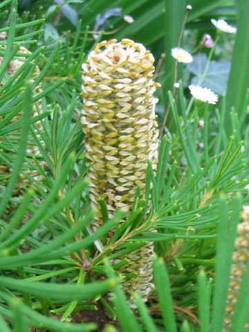 Banksia spinulosa